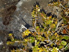 Epacris alpina