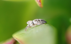 Salticidae