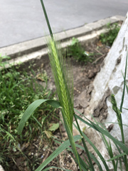 Hordeum murinum