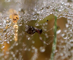 Microlinyphia sterilis