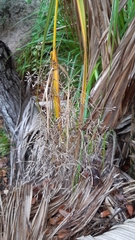 Mapania floribunda