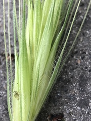 Hordeum murinum