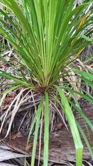Mapania floribunda