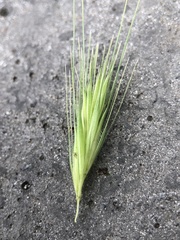 Hordeum murinum