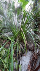 Mapania floribunda