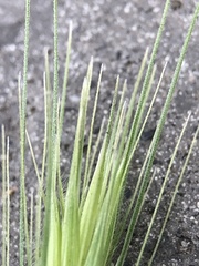 Hordeum murinum