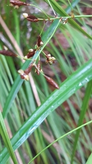 Mapania floribunda
