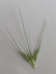 Hordeum murinum