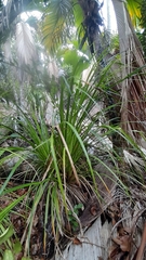 Mapania floribunda