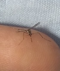 Aedes aegypti