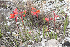 Watsonia schlechteri