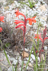 Watsonia schlechteri