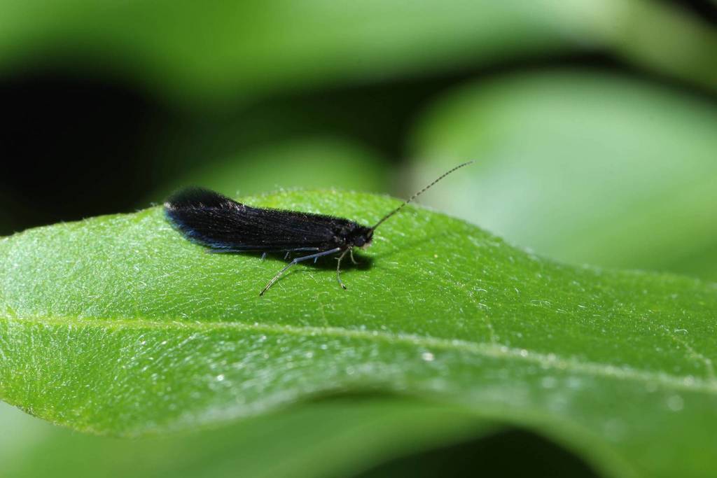 Xiphocentronidae