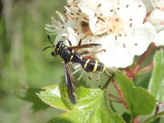 Sphiximorpha subsessilis