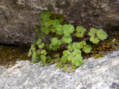 Saxifraga biternata