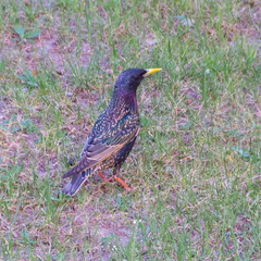 Sturnus vulgaris