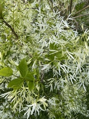 Chionanthus