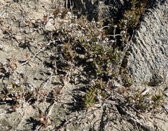 Drosanthemum intermedium