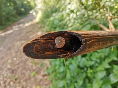 Trochomorphidae