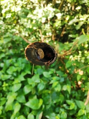 Trochomorphidae