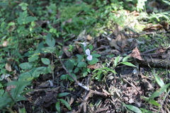 Hypoestes triflora