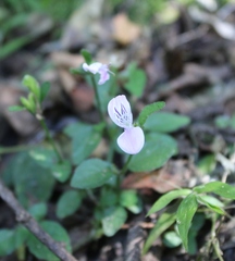 Hypoestes triflora