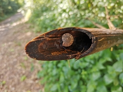 Trochomorphidae