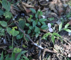 Hypoestes triflora