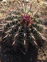 Ferocactus recurvus recurvus