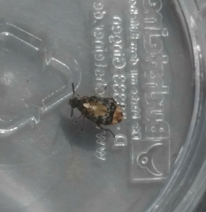 Megabruchidius dorsalis