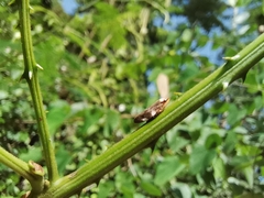 Ptyelinellus praefractus