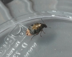 Megabruchidius dorsalis