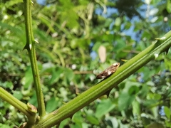 Ptyelinellus praefractus