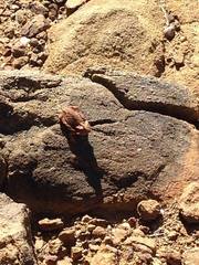 Phrynosoma taurus