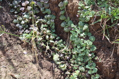 Diclis