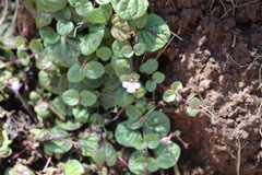 Diclis