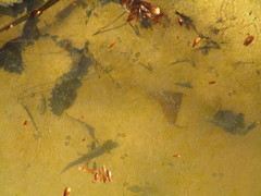 Lissotriton lantzi