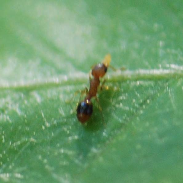 Temnothorax pisarskii