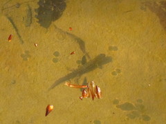 Lissotriton lantzi