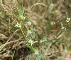 Spermacoce natalensis