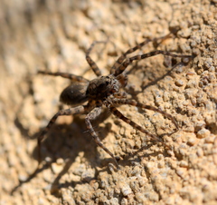 Lycosidae