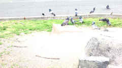 Columba livia