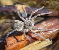 Lycosidae