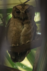 Otus lempiji