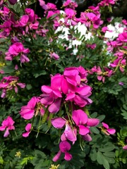 Tephrosia shiluwanensis