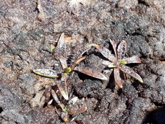 Plantago novae-zelandiae