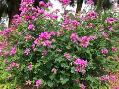 Tephrosia shiluwanensis