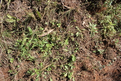 Crassula pellucida brachypetala