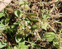 Crassula pellucida brachypetala