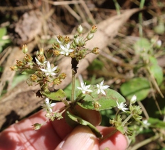 Crassula pellucida brachypetala